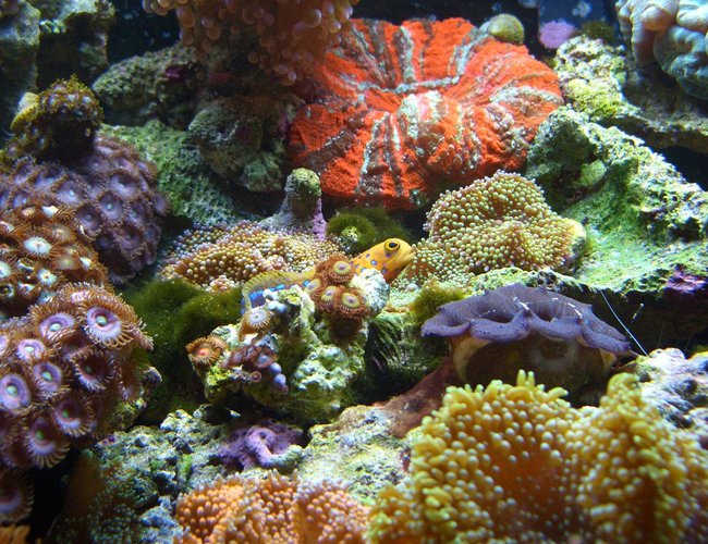 corals inverts - tridacna crocea - crocea clam, second grade stocking in 34 gallons tank - Jawfish in 34gallon corals inverts - tridacna crocea - crocea clam, second grade stocking in 34 gallons tank - Jawfish in 34gallon