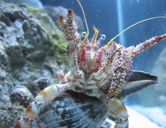 corals inverts - dardanus spp. - hermit crab with anemone stocking in 75 gallons tank - Give me some food!!!! corals inverts - dardanus spp. - hermit crab with anemone stocking in 75 gallons tank - Give me some food!!!!