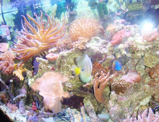 corals inverts - macrodactyla doreensis - long tentacle anemone stocking in 46 gallons tank - side view corals inverts - macrodactyla doreensis - long tentacle anemone stocking in 46 gallons tank - side view