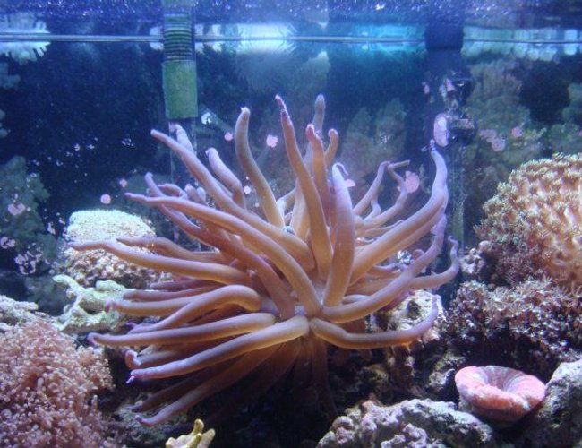 corals inverts - macrodactyla doreensis - long tentacle anemone stocking in 46 gallons tank - this monster ate our coral banded shrimp corals inverts - macrodactyla doreensis - long tentacle anemone stocking in 46 gallons tank - this monster ate our coral banded shrimp