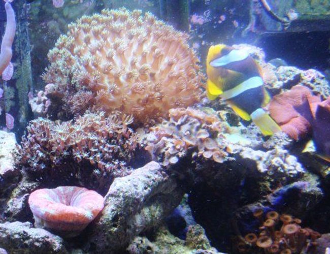 corals inverts - alveopora sp. - alveopora coral stocking in 46 gallons tank - clown fish with the new flowerpot coral corals inverts - alveopora sp. - alveopora coral stocking in 46 gallons tank - clown fish with the new flowerpot coral