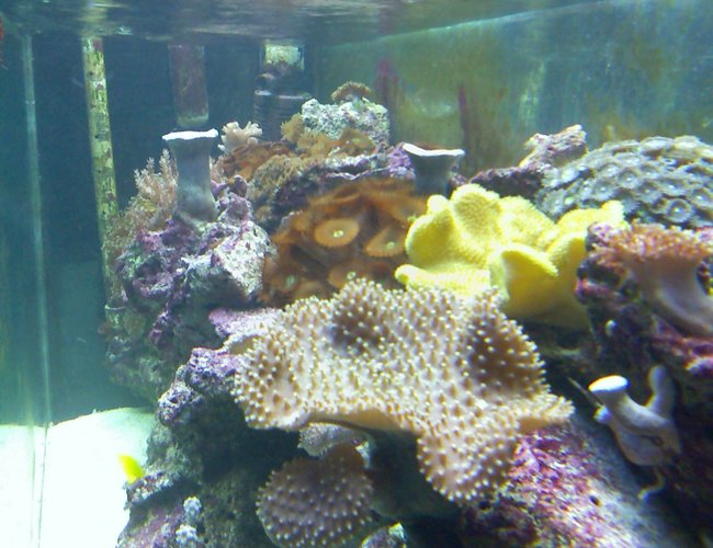 corals inverts - sarcophyton elegans - yellow fiji leather coral stocking in 55 gallons tank - my reef corals inverts - sarcophyton elegans - yellow fiji leather coral stocking in 55 gallons tank - my reef