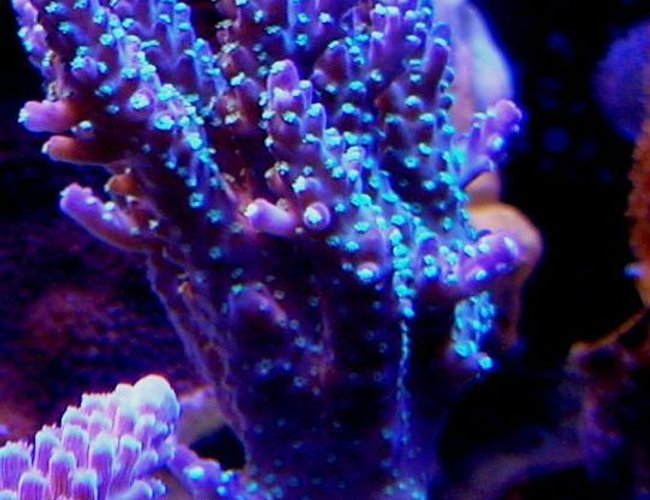corals inverts - acropora sp. - acropora coral stocking in 120 gallons tank - Garf purple bonsai corals inverts - acropora sp. - acropora coral stocking in 120 gallons tank - Garf purple bonsai