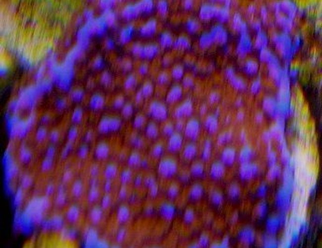 corals inverts - montipora sp. - superman montipora stocking in 120 gallons tank - superman monti corals inverts - montipora sp. - superman montipora stocking in 120 gallons tank - superman monti