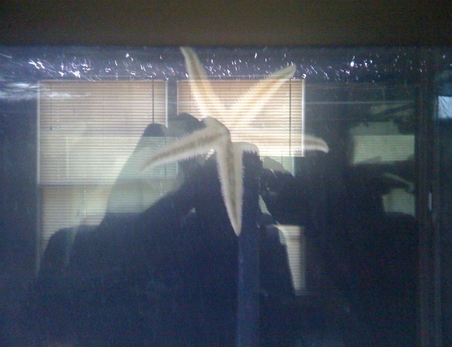 corals inverts - astropecten polycanthus - sand sifting sea star stocking in 120 gallons tank - starfish corals inverts - astropecten polycanthus - sand sifting sea star stocking in 120 gallons tank - starfish