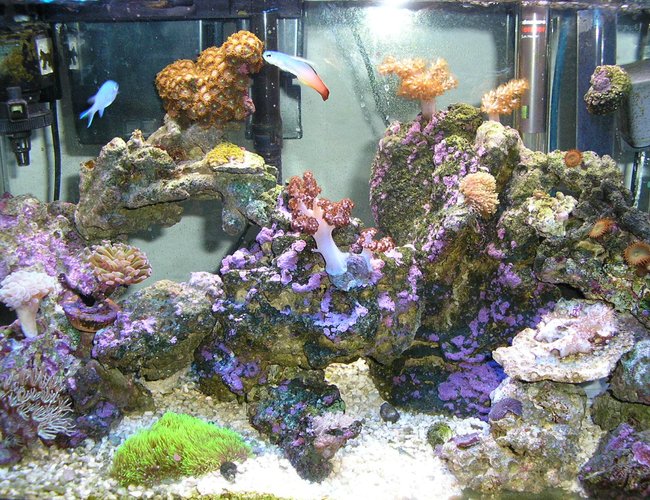 corals inverts - dendronephthya sp. - carnation tree coral stocking in 10 gallons tank - 10 g reef tank 3 months old, my first tank corals inverts - dendronephthya sp. - carnation tree coral stocking in 10 gallons tank - 10 g reef tank 3 months old, my first tank