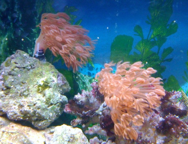 corals inverts - heteroxenia sp. - heteroxenia polyp stocking in 55 gallons tank - small xenia corals inverts - heteroxenia sp. - heteroxenia polyp stocking in 55 gallons tank - small xenia