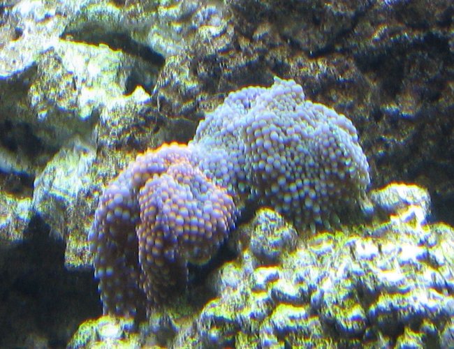 corals inverts - ricordea florida - ricordea mushroom, blue/green (caribbean) stocking in 500 gallons tank - Blue, Green & Orange Ricordia corals inverts - ricordea florida - ricordea mushroom, blue/green (caribbean) stocking in 500 gallons tank - Blue, Green & Orange Ricordia