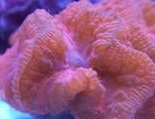 corals inverts - blastomussa wellsi - blastomussa coral stocking in 65 gallons tank - Blastomussa corals inverts - blastomussa wellsi - blastomussa coral stocking in 65 gallons tank - Blastomussa