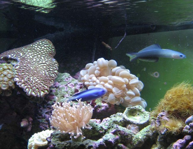 corals inverts - platygyra sp. - brain worm platygyra coral stocking in 92 gallons tank - Torch Platygyra, bubble coral and yellow polyps corals inverts - platygyra sp. - brain worm platygyra coral stocking in 92 gallons tank - Torch Platygyra, bubble coral and yellow polyps