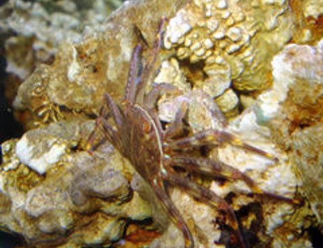 corals inverts - percnon gibbesi - sally lightfoot crab stocking in 55 gallons tank - Crabcakes! corals inverts - percnon gibbesi - sally lightfoot crab stocking in 55 gallons tank - Crabcakes!