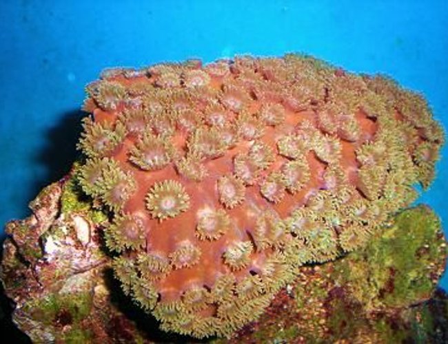 corals inverts - turbinaria peltata - green cup coral stocking in 55 gallons tank - Here are some additional photos of some of our corals corals inverts - turbinaria peltata - green cup coral stocking in 55 gallons tank - Here are some additional photos of some of our corals