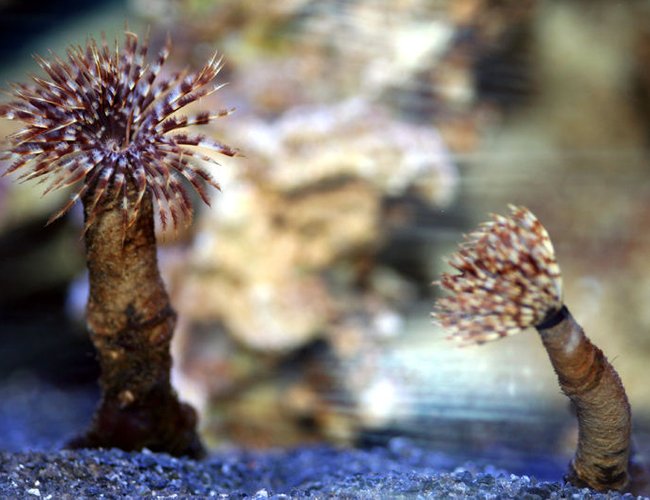 corals inverts - sabellastarte sp. - feather duster stocking in 90 gallons tank - FeatherDuster corals inverts - sabellastarte sp. - feather duster stocking in 90 gallons tank - FeatherDuster