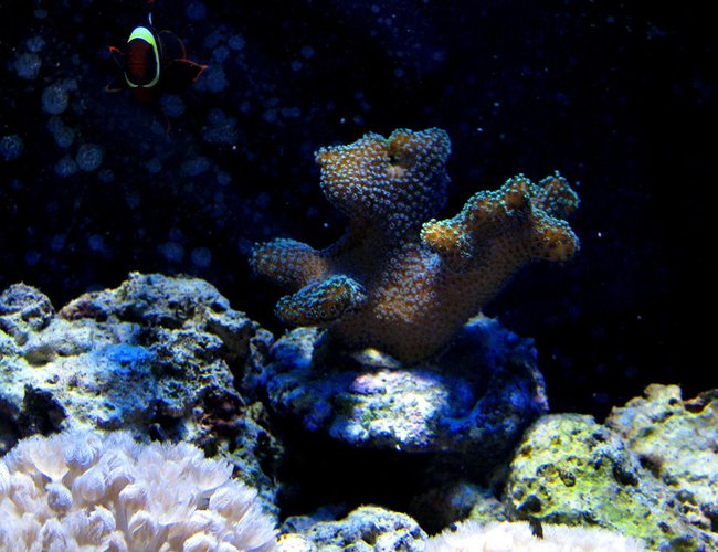 corals inverts - seriatopora hystrix - birdsnest coral stocking in 300 gallons tank - Maroon clown corals inverts - seriatopora hystrix - birdsnest coral stocking in 300 gallons tank - Maroon clown