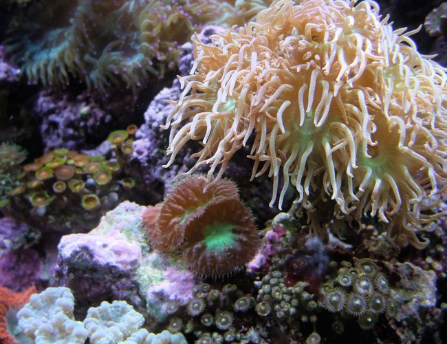 corals inverts - duncanopsammia axifuga - giant green polyp duncan stocking in 130 gallons tank - Blastomussa Merleti and Duncans grown from 2 heads :) corals inverts - duncanopsammia axifuga - giant green polyp duncan stocking in 130 gallons tank - Blastomussa Merleti and Duncans grown from 2 heads :)