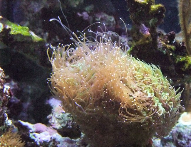 corals inverts - galaxea spp. - tooth coral stocking in 130 gallons tank - Lively Galaxia! corals inverts - galaxea spp. - tooth coral stocking in 130 gallons tank - Lively Galaxia!