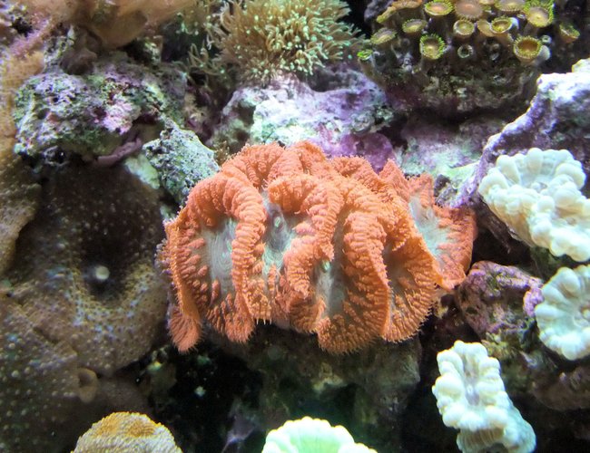 corals inverts - blastomussa wellsi - blastomussa coral stocking in 130 gallons tank - Red Blastomussa corals inverts - blastomussa wellsi - blastomussa coral stocking in 130 gallons tank - Red Blastomussa