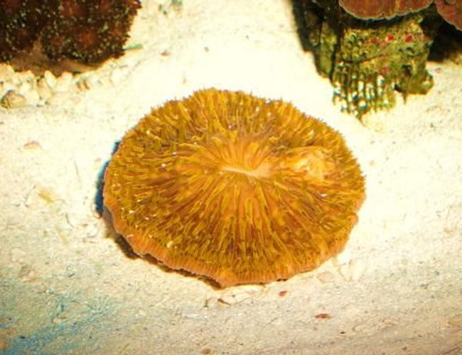 corals inverts - fungia sp. - plate coral, orange - short tentacle stocking in 55 gallons tank - Here is our newest edition a orange plate coral. We hope you like it. corals inverts - fungia sp. - plate coral, orange - short tentacle stocking in 55 gallons tank - Here is our newest edition a orange plate coral. We hope you like it.