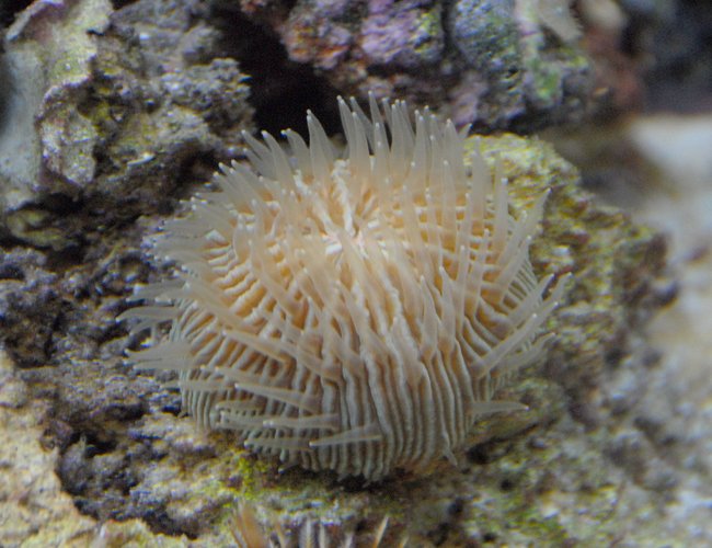 corals inverts - fungia sp. - plate coral stocking in 29 gallons tank - fungi plate corals inverts - fungia sp. - plate coral stocking in 29 gallons tank - fungi plate