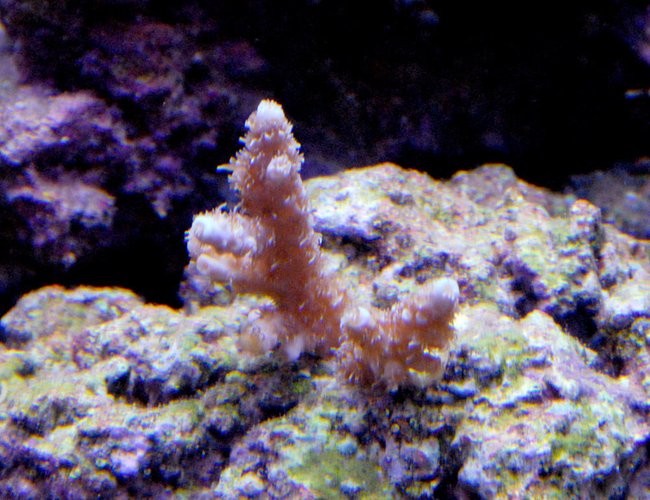 corals inverts - acropora millepora stocking in 29 gallons tank - Ice blue Millipora. its an ORA coral and I bought it from a friend for very cheap. He bought it for 95 bucks for two inches. Should be gorgeous with some growth to it. corals inverts - acropora millepora stocking in 29 gallons tank - Ice blue Millipora. its an ORA coral and I bought it from a friend for very cheap. He bought it for 95 bucks for two inches. Should be gorgeous with some growth to it.