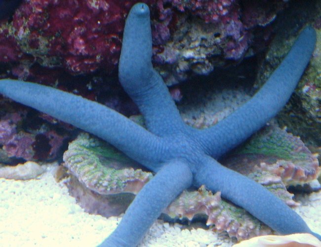 corals inverts - linckia laevigata - linckia sea star, blue stocking in 30 gallons tank - My Boy BLUE corals inverts - linckia laevigata - linckia sea star, blue stocking in 30 gallons tank - My Boy BLUE