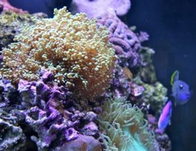 corals inverts - acropora sp. - deepwater acropora coral stocking in 210 gallons tank - Blue hippo Tang Playing in reef. corals inverts - acropora sp. - deepwater acropora coral stocking in 210 gallons tank - Blue hippo Tang Playing in reef.