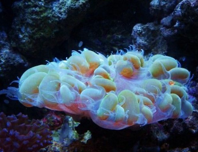 corals inverts - plerogyra sinuosa - bubble coral, green stocking in 27 gallons tank - bubble coral corals inverts - plerogyra sinuosa - bubble coral, green stocking in 27 gallons tank - bubble coral