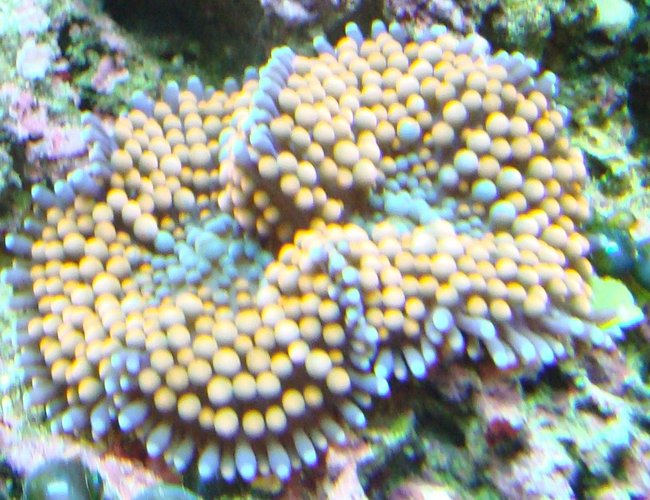 corals inverts - ricordea florida - ricordea mushroom, gold/orange (caribbean) stocking in 125 gallons tank - ricordia corals inverts - ricordea florida - ricordea mushroom, gold/orange (caribbean) stocking in 125 gallons tank - ricordia