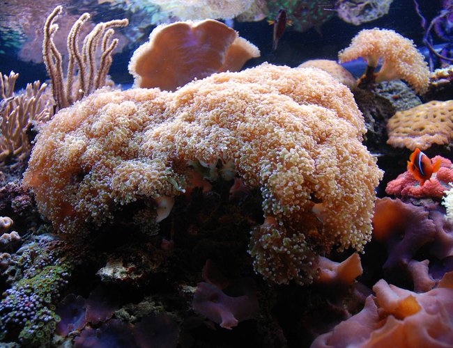 corals inverts - euphyllia paradivisa - frogspawn coral - branched stocking in 125 gallons tank - Frogspawn coral corals inverts - euphyllia paradivisa - frogspawn coral - branched stocking in 125 gallons tank - Frogspawn coral
