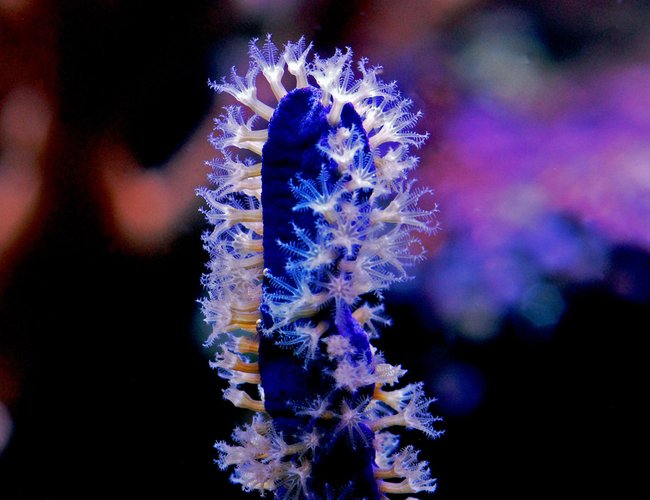 corals inverts - eunicea sp. - purple tree gorgonian stocking in 125 gallons tank - Purple Gorgonia corals inverts - eunicea sp. - purple tree gorgonian stocking in 125 gallons tank - Purple Gorgonia