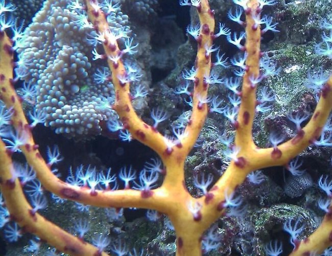 corals inverts - diodogorgia nodulifera - yellow finger gorgonian stocking in 55 gallons tank - Yellow Gorgonia corals inverts - diodogorgia nodulifera - yellow finger gorgonian stocking in 55 gallons tank - Yellow Gorgonia