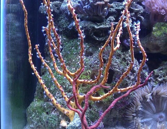 corals inverts - diodogorgia nodulifera - yellow finger gorgonian stocking in 55 gallons tank - Red & Yellow Gorgonia corals inverts - diodogorgia nodulifera - yellow finger gorgonian stocking in 55 gallons tank - Red & Yellow Gorgonia