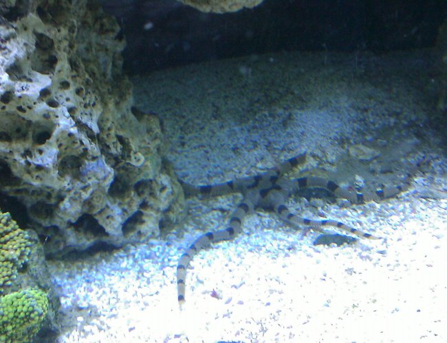 corals inverts - ophiolepsis superba - serpent sea star, fancy tiger striped stocking in 55 gallons tank - Serpent Star corals inverts - ophiolepsis superba - serpent sea star, fancy tiger striped stocking in 55 gallons tank - Serpent Star