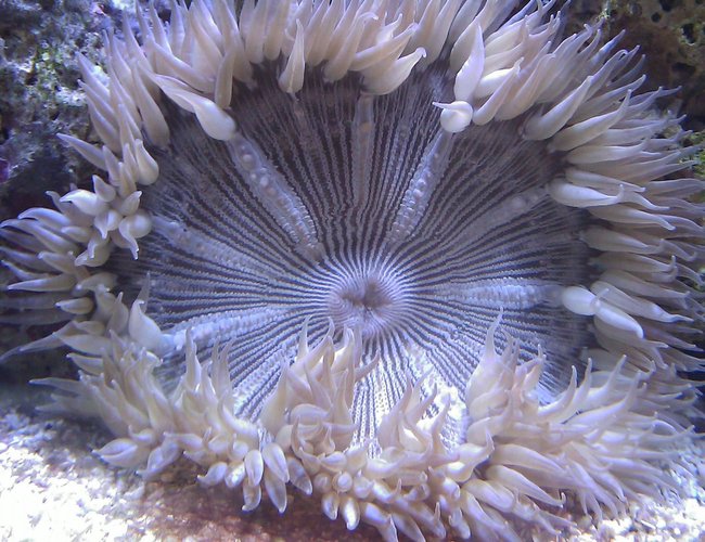 corals inverts - epicystis crucifer - rock flower anemone stocking in 55 gallons tank - Rock Flower Anemone corals inverts - epicystis crucifer - rock flower anemone stocking in 55 gallons tank - Rock Flower Anemone