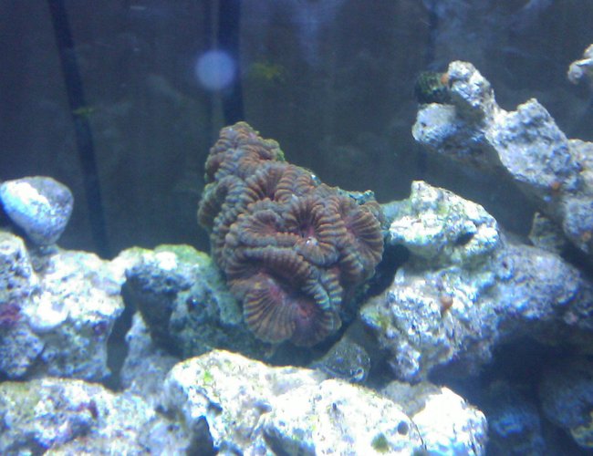 corals inverts - favites sp. - rainbow favia stocking in 55 gallons tank - Rainbow Favia corals inverts - favites sp. - rainbow favia stocking in 55 gallons tank - Rainbow Favia