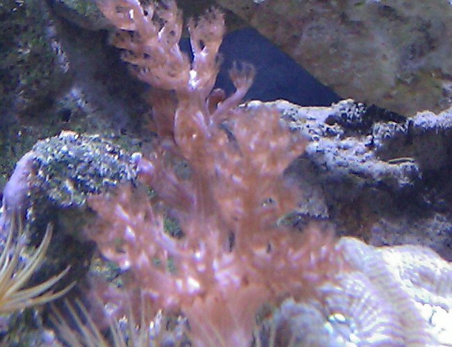 corals inverts - sinularia flexibis - spaghetti finger leather coral stocking in 55 gallons tank - Pink Tree Leather corals inverts - sinularia flexibis - spaghetti finger leather coral stocking in 55 gallons tank - Pink Tree Leather