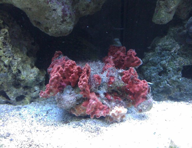 corals inverts - spondylus - spiny oyster stocking in 55 gallons tank - Spiney Oyster corals inverts - spondylus - spiny oyster stocking in 55 gallons tank - Spiney Oyster
