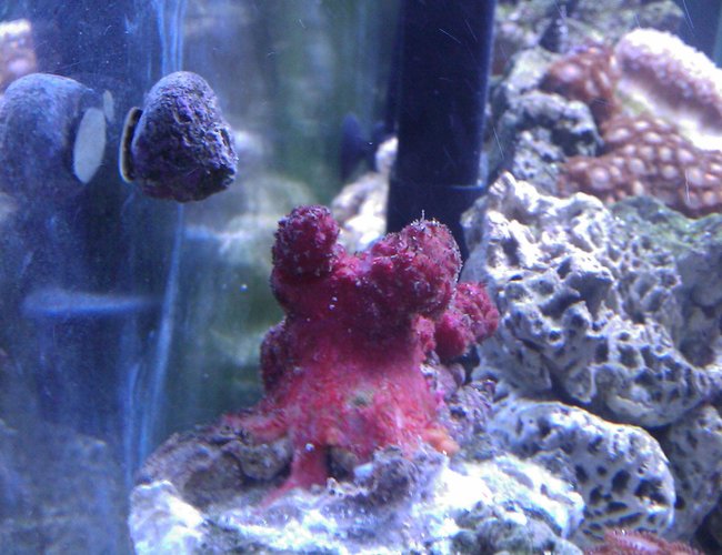 corals inverts - nephthyigorgia sp. - chili cactus coral stocking in 55 gallons tank - Chili Coral corals inverts - nephthyigorgia sp. - chili cactus coral stocking in 55 gallons tank - Chili Coral