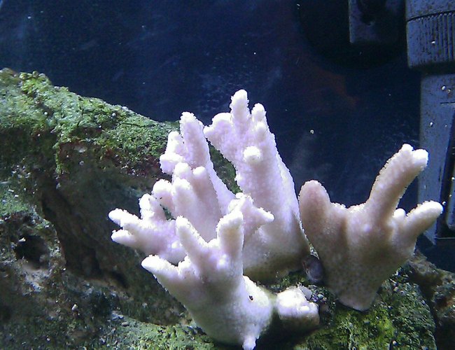corals inverts - acropora millepora stocking in 55 gallons tank - Light Purple Millapora corals inverts - acropora millepora stocking in 55 gallons tank - Light Purple Millapora