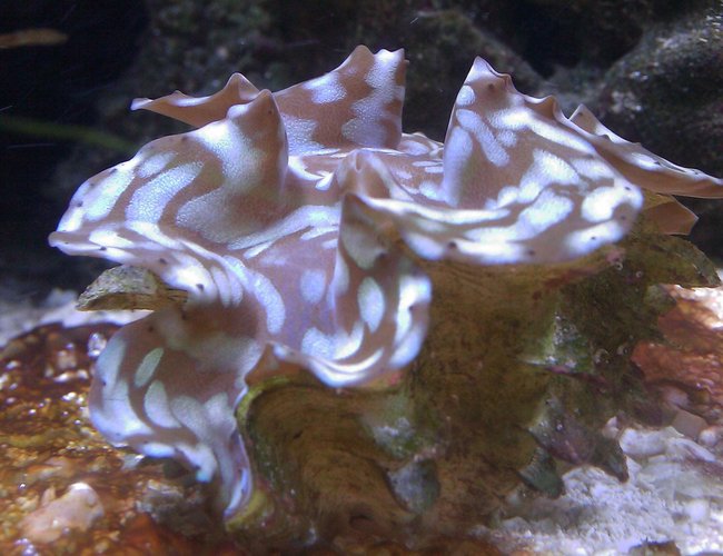 corals inverts - tridacna squamosa - squamosa clam stocking in 55 gallons tank - Clam corals inverts - tridacna squamosa - squamosa clam stocking in 55 gallons tank - Clam
