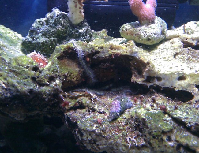 corals inverts - ophiothrix sp. - brittle sea star stocking in 55 gallons tank - brittle star corals inverts - ophiothrix sp. - brittle sea star stocking in 55 gallons tank - brittle star