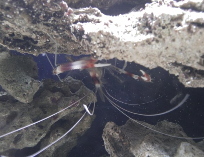 corals inverts - stenopus hispidus - banded coral shrimp stocking in 55 gallons tank - coral banded shrimp corals inverts - stenopus hispidus - banded coral shrimp stocking in 55 gallons tank - coral banded shrimp