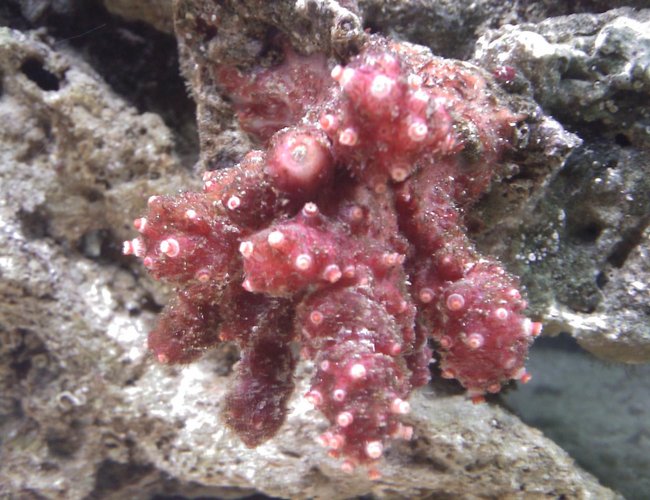 corals inverts - nephthyigorgia sp. - chili cactus coral stocking in 55 gallons tank - Chili Coral corals inverts - nephthyigorgia sp. - chili cactus coral stocking in 55 gallons tank - Chili Coral