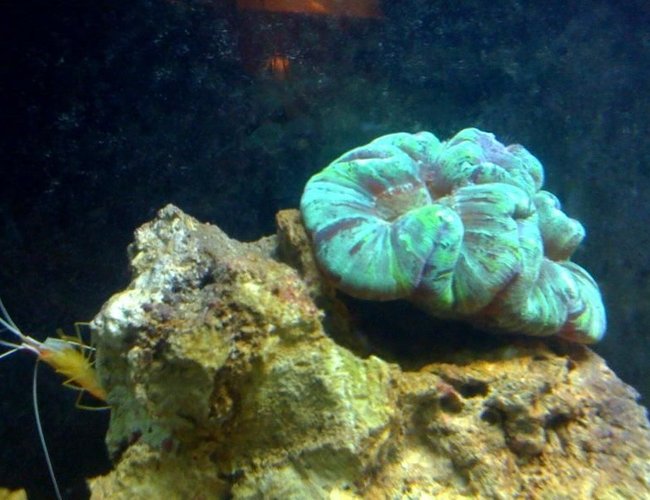 corals inverts - trachyphyllia radiata - brain coral stocking in 55 gallons tank - 11 corals inverts - trachyphyllia radiata - brain coral stocking in 55 gallons tank - 11