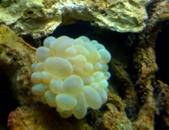 corals inverts - plerogyra sinuosa - bubble coral, green stocking in 55 gallons tank - 111 corals inverts - plerogyra sinuosa - bubble coral, green stocking in 55 gallons tank - 111
