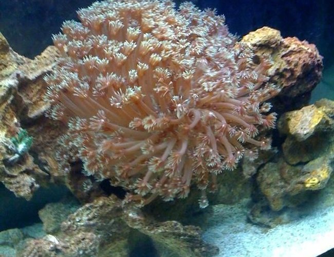 corals inverts - alveopora sp. - alveopora coral stocking in 55 gallons tank - 3 corals inverts - alveopora sp. - alveopora coral stocking in 55 gallons tank - 3