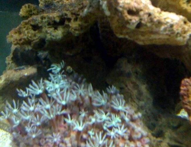 corals inverts - clavularia sp. - clove polyp stocking in 55 gallons tank - 33 corals inverts - clavularia sp. - clove polyp stocking in 55 gallons tank - 33