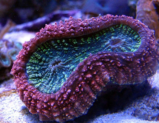 corals inverts - lobophyllia hemprichii - aussie lobed brain coral stocking in 44 gallons tank - Lobo corals inverts - lobophyllia hemprichii - aussie lobed brain coral stocking in 44 gallons tank - Lobo
