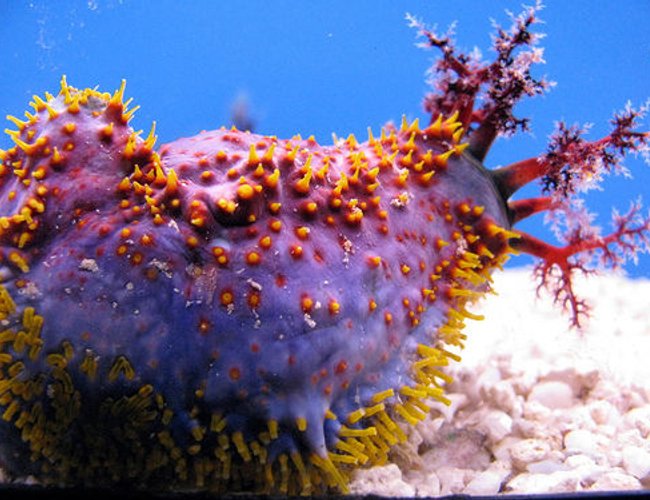 corals inverts - pseudocolochirus violaceus - sea apple stocking in 44 gallons tank - Sea Apple corals inverts - pseudocolochirus violaceus - sea apple stocking in 44 gallons tank - Sea Apple