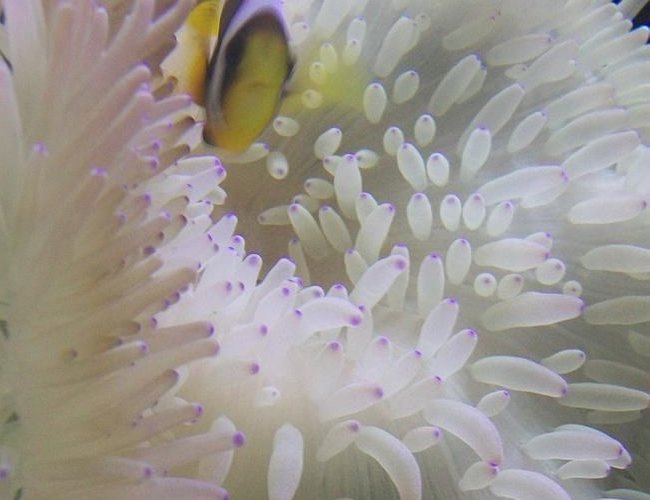 corals inverts - condylactis gigantea - condy anemone stocking in 90 gallons tank - awesome clown in anemone corals inverts - condylactis gigantea - condy anemone stocking in 90 gallons tank - awesome clown in anemone